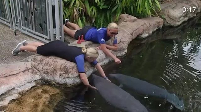 Falar sobre o SeaWorld vai muito além das grandes atrações. Envolve preservação da natureza e cuidado com os animais. ⠀⠀⠀⠀⠀⠀ ⠀⠀⠀⠀⠀⠀ ⠀⠀⠀⠀⠀⠀
Em novembro do ano passado estive fazendo um treinamento pelos bastidores do parque e amei o que eu vi, fiquei bastante impressionada com tamanha estrutura e cuidado que eles tem com os animais. ⠀⠀⠀⠀⠀⠀ ⠀⠀⠀⠀⠀⠀ ⠀⠀⠀⠀⠀⠀ ⠀⠀⠀⠀⠀⠀⠀⠀⠀⠀⠀⠀
Eu adoro o parque e com 11 anos tive a oportunidade de conhecê-lo pela primeira vez! ( vai lá nos stories coloquei uma fotinho) ⠀⠀⠀⠀⠀⠀ ⠀⠀⠀⠀⠀⠀ ⠀⠀⠀⠀⠀⠀ ⠀⠀⠀⠀⠀⠀ ⠀⠀⠀⠀⠀⠀⠀⠀⠀⠀⠀⠀
Uma coisa legal de comentar é que grande parte dos valores arrecadados com os ingressos são direcionados à pesquisa das espécies e ao tratamento de animais resgatados em situação de risco, o que a maioria das pessoas não sabem disso. ⠀⠀⠀⠀⠀⠀ ⠀⠀⠀⠀⠀⠀ ⠀⠀⠀⠀⠀⠀ ⠀⠀⠀⠀⠀⠀ ⠀⠀⠀⠀⠀⠀⠀⠀⠀⠀⠀⠀ ⠀⠀⠀⠀⠀⠀⠀⠀⠀⠀⠀⠀ ⠀⠀⠀⠀⠀⠀⠀⠀⠀⠀⠀⠀
Com tudo isso que estamos vivendo os animais também precisam de muuita atenção!!! E também não está facil para eles. ⠀⠀⠀⠀⠀⠀ ⠀⠀⠀⠀⠀⠀ ⠀⠀⠀⠀⠀⠀ ⠀⠀⠀⠀⠀⠀⠀⠀⠀⠀⠀⠀ ⠀⠀⠀⠀⠀⠀⠀⠀⠀⠀⠀⠀
Mas o que eu quero dividir aqui com vocês é esse vídeo fofo diimaiss …. olha a hora do “papá” , esses manatees sendo alimentados com essas mamadeiras pelos funcionários do #seaworld . ⠀⠀⠀⠀⠀⠀ ⠀⠀⠀⠀⠀⠀ ⠀⠀⠀⠀⠀⠀ ⠀⠀⠀⠀⠀⠀ ⠀⠀⠀⠀⠀⠀⠀⠀⠀⠀⠀⠀
Alguns funcionários estão trabalhando em turnos para os cuidados com os animais. O Sea World também continua a cuidar da vida selvagem, a pouco foi resgatado um filhote de manatee que estava ferido na praia de #sarasota e trazido para Orlando . ⠀⠀⠀⠀⠀⠀ ⠀⠀⠀⠀⠀⠀ ⠀⠀⠀⠀⠀⠀ ⠀⠀⠀⠀⠀⠀ ⠀⠀⠀⠀⠀⠀⠀⠀⠀⠀⠀⠀
Obrigada #seaworld !!! Vai dar tuudo certoo!! Logo logo estaremos nos vendo novamente!!!! ⠀⠀⠀⠀⠀⠀ ⠀⠀⠀⠀⠀⠀ ⠀⠀⠀⠀⠀⠀ ⠀⠀⠀⠀⠀⠀ ⠀⠀⠀⠀⠀⠀ ⠀⠀⠀⠀⠀⠀ ⠀⠀⠀⠀⠀⠀ ⠀⠀⠀⠀⠀⠀ ⠀⠀⠀⠀⠀⠀ ⠀⠀⠀⠀⠀⠀ ⠀⠀⠀⠀⠀⠀ ⠀⠀⠀⠀⠀⠀ ⠀⠀⠀⠀⠀⠀ ⠀⠀⠀⠀⠀⠀ ⠀⠀⠀⠀⠀⠀
#seaworld #seaworldparksbr #seaworldorlando #orlando #florida #kissimmee #seaworldcares #seaworldsandiego #animals #transfer #transfermiami @seaworldorlando @seaworldparksbr