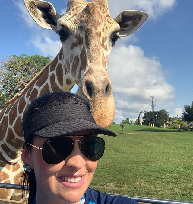 Vou contar um pouquinho dessa experiência linda e incrível!!! ⠀⠀⠀⠀⠀⠀⠀⠀⠀⠀⠀⠀
Esse é o Serengeti Safari , é uma experiência oferecida no parque Bush Gardens para aqueles que querem muito mais do que atrações radicais ⠀⠀⠀⠀⠀⠀⠀⠀⠀⠀⠀⠀
Para mim um parque pra lá de especial , pois tenho muitas lembranças de minha infância nesse parque e pelo qual tive a oportunidade nesse dia de ser Guia e realizar esse passeio. ⠀⠀⠀⠀⠀⠀⠀⠀⠀⠀⠀⠀ ⠀⠀⠀⠀⠀⠀⠀⠀⠀⠀⠀⠀
No horário marcado chegamos no Serengeti Outpost que é o local para fazermos o check in para iniciarmos o passeio.
Após a espera, somos acompanhados por uma bióloga e seguimos na traseira de um caminhão para as savanas, chamada de Serengeti Plain.
Um passeio maravilhoso que dura em torno de 30 minutos. ⠀⠀⠀⠀⠀⠀⠀⠀⠀⠀⠀⠀ ⠀⠀⠀⠀⠀⠀⠀⠀⠀⠀⠀⠀
Lembrete: O caminhão balança bastante , também não é pra menos né !!! Estamos numa savana!!!☺️Durante algumas paradas pelo caminho avistamos muitos animais como avestruz, zebras, rinocerontes e claro as girafas!!! ⠀⠀⠀⠀⠀⠀⠀⠀⠀⠀⠀⠀ ⠀⠀⠀⠀⠀⠀⠀⠀⠀⠀⠀⠀ ⠀⠀⠀⠀⠀⠀⠀⠀⠀⠀⠀⠀
Meu coração quase saiu pela boca!!! Em um dos vídeos vocês podem perceber que ela vem até mim para ser alimentada e é nesse momento indescritível que consegui tirar a selfie 🤳🏻 !!! ⠀⠀⠀⠀⠀⠀⠀⠀⠀⠀⠀⠀ ⠀⠀⠀⠀⠀⠀⠀⠀⠀⠀⠀⠀
Paula vale mesmo a pena fazer o Safári?
Te digo logo de cara simmm!!! Se você busca por uma experiência diferente , ama animais e quer ter contato com eles assim de pertinho… FAÇA!!! ⠀⠀⠀⠀⠀⠀⠀⠀⠀⠀⠀⠀ ⠀⠀⠀⠀⠀⠀⠀⠀⠀⠀⠀⠀
Até porque não é um passeio que te faz perder tempo no parque , lógico que o importante para esse dia é ter o seu roteiro em mãos, mas ele dura apenas 30 minutos, tem preços acessíveis e você vai sair de lá com fotos sensacionaais e terá lindas lembranças. ⠀⠀⠀⠀⠀⠀⠀⠀⠀⠀⠀⠀ ⠀⠀⠀⠀⠀⠀⠀⠀⠀⠀⠀⠀ ⠀⠀⠀⠀⠀⠀⠀⠀⠀⠀⠀⠀ ⠀⠀⠀⠀⠀⠀⠀⠀⠀⠀⠀⠀ ⠀⠀⠀⠀⠀⠀⠀⠀⠀⠀⠀⠀ ⠀⠀⠀⠀⠀⠀⠀⠀⠀⠀⠀⠀ ⠀⠀⠀⠀⠀⠀⠀⠀⠀⠀⠀⠀ ⠀⠀⠀⠀⠀⠀⠀⠀⠀⠀⠀⠀ ⠀⠀⠀⠀⠀⠀⠀⠀⠀⠀⠀⠀ ⠀⠀⠀⠀⠀⠀⠀⠀⠀⠀⠀⠀ ⠀⠀⠀⠀⠀⠀⠀⠀⠀⠀⠀⠀ ⠀⠀⠀⠀⠀⠀⠀⠀⠀⠀⠀⠀ #bushgardens #tampa #vacation #orlando #dream #bushgarden #girafa #animais #quarentine #orlandovacation #transferforyou #transferemorlando #transfer @pitufasasa